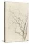 Branches d'arbre dépouillées-Pierre Henri de Valenciennes-Stretched Canvas