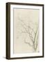 Branches d'arbre dépouillées-Pierre Henri de Valenciennes-Framed Giclee Print