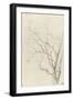 Branches d'arbre dépouillées-Pierre Henri de Valenciennes-Framed Giclee Print