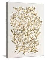 Branches in Gold-Cat Coquillette-Stretched Canvas