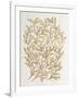 Branches in Gold-Cat Coquillette-Framed Giclee Print