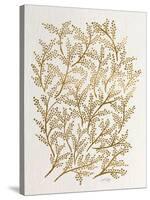 Branches in Gold-Cat Coquillette-Stretched Canvas