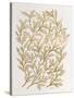 Branches in Gold-Cat Coquillette-Stretched Canvas