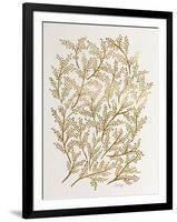 Branches in Gold-Cat Coquillette-Framed Giclee Print