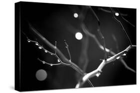 Branches in Rain-Ursula Abresch-Stretched Canvas