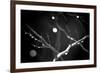 Branches in Rain-Ursula Abresch-Framed Photographic Print