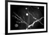 Branches in Rain-Ursula Abresch-Framed Photographic Print