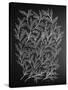 Branches in Silver-Cat Coquillette-Stretched Canvas