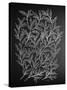 Branches in Silver-Cat Coquillette-Stretched Canvas