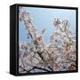 Branches of a Cherry Tree-null-Framed Stretched Canvas