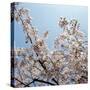 Branches of a Cherry Tree-null-Stretched Canvas