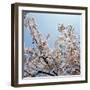 Branches of a Cherry Tree-null-Framed Photographic Print