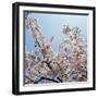 Branches of a Cherry Tree-null-Framed Photographic Print