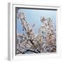 Branches of a Cherry Tree-null-Framed Photographic Print