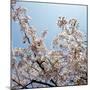 Branches of a Cherry Tree-null-Mounted Photographic Print