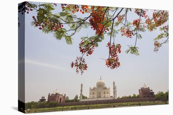 Branches of a Flowering Tree with Red Flowers Frame the Taj Mahal Symbol of Islam in India-Roberto Moiola-Stretched Canvas