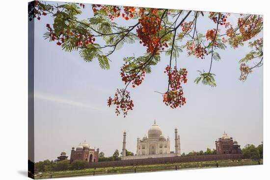 Branches of a Flowering Tree with Red Flowers Frame the Taj Mahal Symbol of Islam in India-Roberto Moiola-Stretched Canvas