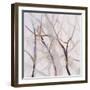 Branches of a Wish Tree B-Danna Harvey-Framed Giclee Print