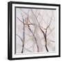 Branches of a Wish Tree B-Danna Harvey-Framed Giclee Print