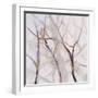 Branches of a Wish Tree B-Danna Harvey-Framed Giclee Print