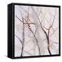 Branches of a Wish Tree B-Danna Harvey-Framed Stretched Canvas