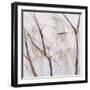 Branches of a Wish Tree D-Danna Harvey-Framed Giclee Print