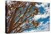 Branches of Quiver Tree (Aloe Dichotoma) against Blue Sky Background, South Namibia-DmitryP-Stretched Canvas