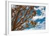 Branches of Quiver Tree (Aloe Dichotoma) against Blue Sky Background, South Namibia-DmitryP-Framed Photographic Print