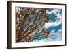 Branches of Quiver Tree (Aloe Dichotoma) against Blue Sky Background, South Namibia-DmitryP-Framed Photographic Print