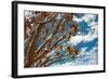 Branches of Quiver Tree (Aloe Dichotoma) against Blue Sky Background, South Namibia-DmitryP-Framed Photographic Print
