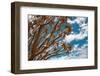 Branches of Quiver Tree (Aloe Dichotoma) against Blue Sky Background, South Namibia-DmitryP-Framed Photographic Print