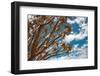 Branches of Quiver Tree (Aloe Dichotoma) against Blue Sky Background, South Namibia-DmitryP-Framed Photographic Print