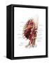 Branches of the Abdominal Aorta-Evan Oto-Framed Stretched Canvas