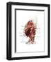 Branches of the Abdominal Aorta-Evan Oto-Framed Art Print