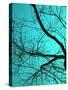 Branches on Teal I-Gail Peck-Stretched Canvas