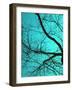 Branches on Teal I-Gail Peck-Framed Photographic Print