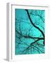 Branches on Teal I-Gail Peck-Framed Photographic Print