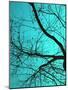 Branches on Teal I-Gail Peck-Mounted Photographic Print