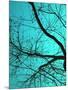 Branches on Teal I-Gail Peck-Mounted Photographic Print