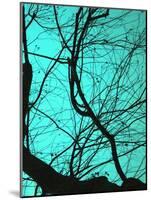 Branches on Teal II-Gail Peck-Mounted Photographic Print