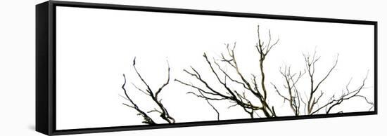Branches on White Background-Clive Nolan-Framed Stretched Canvas