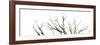 Branches on White Background-Clive Nolan-Framed Premium Photographic Print