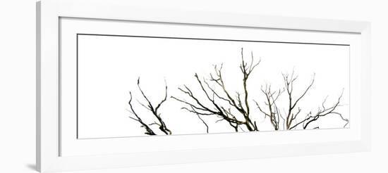 Branches on White Background-Clive Nolan-Framed Photographic Print