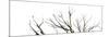 Branches on White Background-Clive Nolan-Mounted Photographic Print