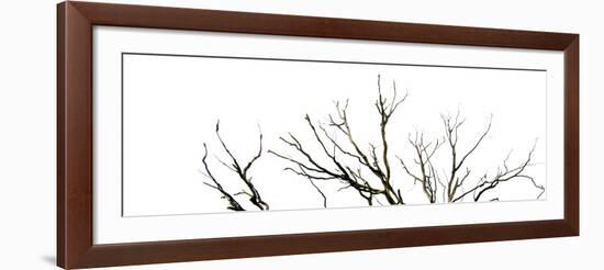 Branches on White Background-Clive Nolan-Framed Photographic Print