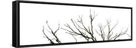 Branches on White Background-Clive Nolan-Framed Stretched Canvas