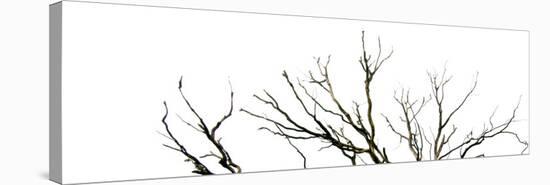 Branches on White Background-Clive Nolan-Stretched Canvas