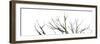 Branches on White Background-Clive Nolan-Framed Photographic Print