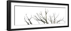 Branches on White Background-Clive Nolan-Framed Photographic Print