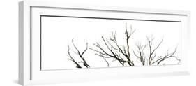 Branches on White Background-Clive Nolan-Framed Photographic Print